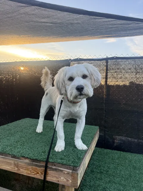A dog on the training platform at Unleashed Canine