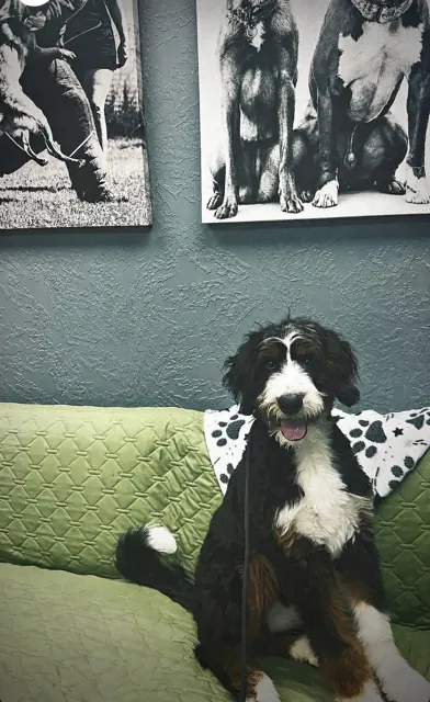 Inside Unleashed Canine in Nederland, TX