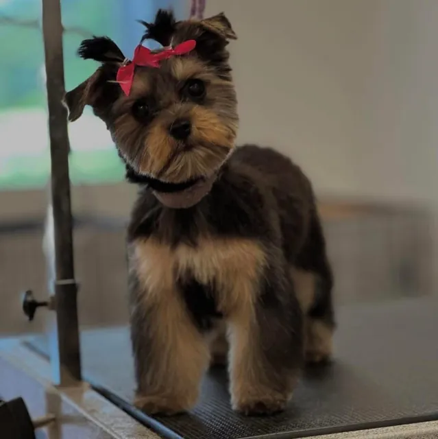 A freshly groomed Yorkie at Unleashed Canine