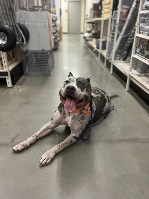 A dog at Unleashed Canine in Nederland, TX