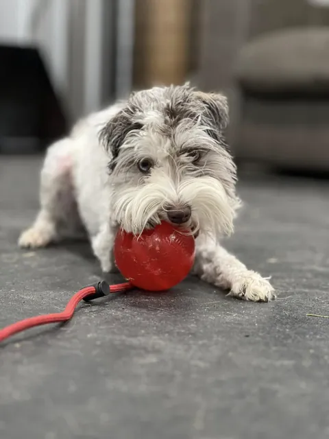 A dog at Unleashed Canine in Nederland, TX