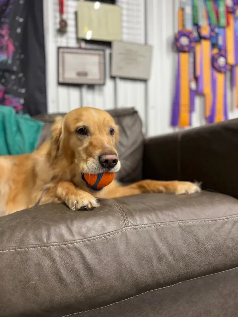 A dog at Unleashed Canine in Nederland, TX