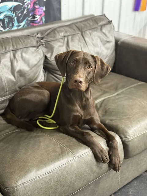 A dog at Unleashed Canine in Nederland, TX