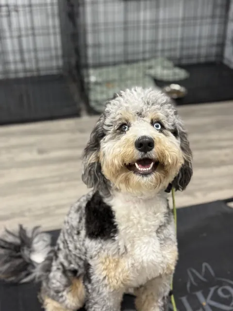 A dog at Unleashed Canine in Nederland, TX