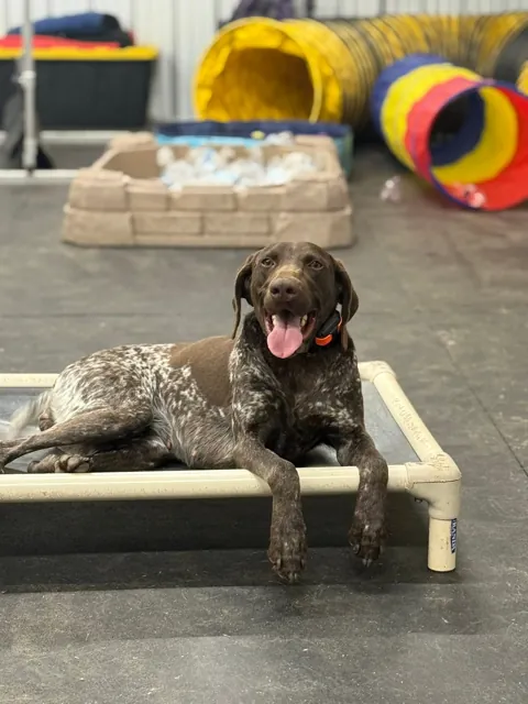 A dog at Unleashed Canine in Nederland, TX