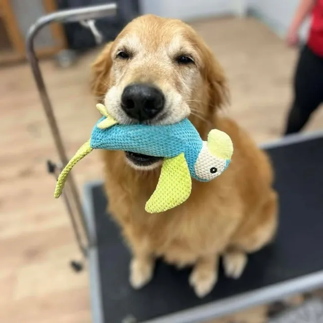 A dog at Unleashed Canine in Nederland, TX