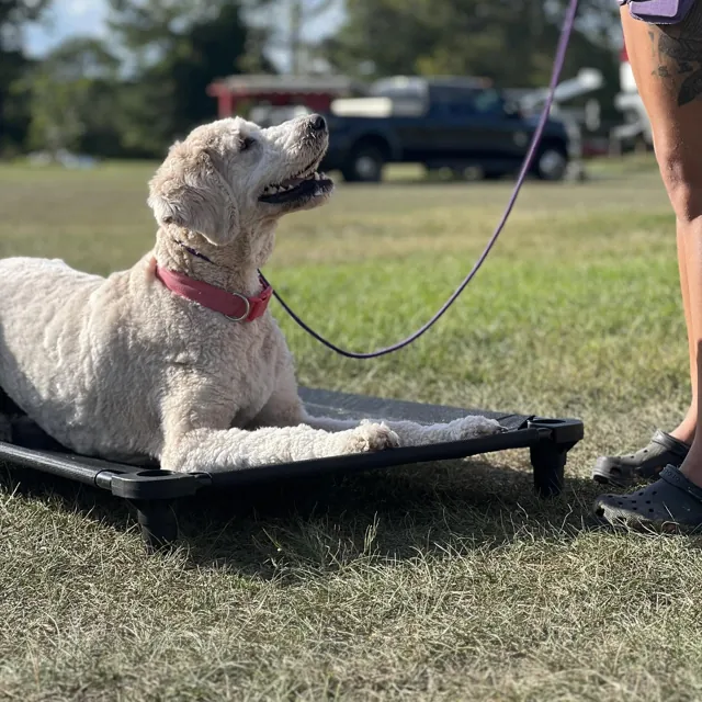 A dog at Unleashed Canine in Nederland, TX