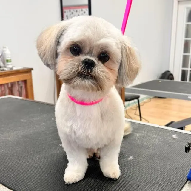 A dog at Unleashed Canine in Nederland, TX