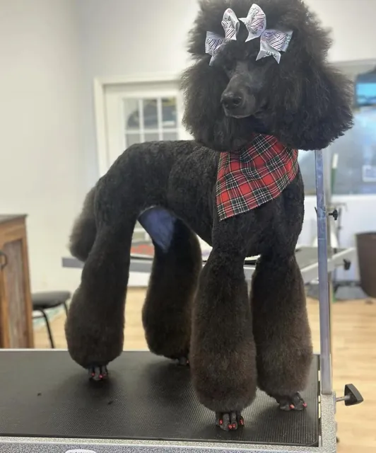 A dog at Unleashed Canine in Nederland, TX