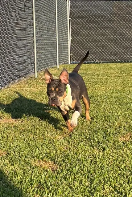 A dog at Unleashed Canine in Nederland, TX