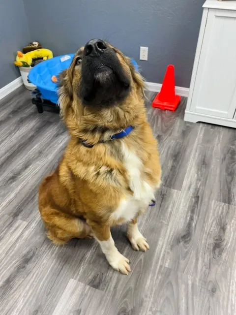 A dog at Unleashed Canine in Nederland, TX