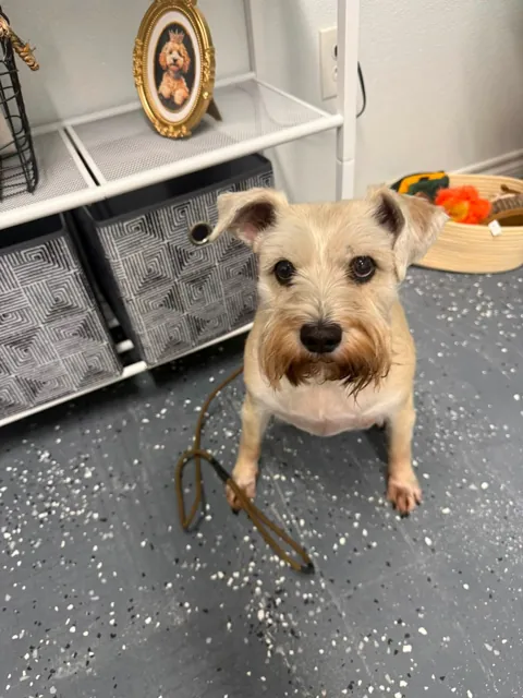 A dog at Unleashed Canine in Nederland, TX