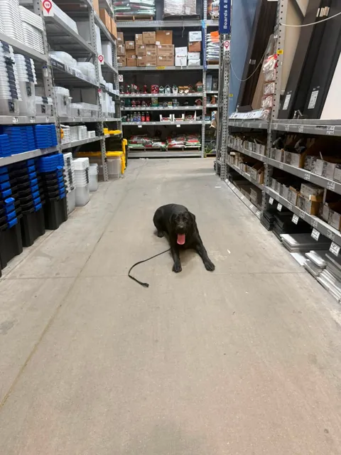 A dog at Unleashed Canine in Nederland, TX