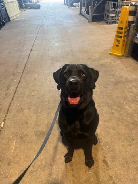 A dog at Unleashed Canine in Nederland, TX