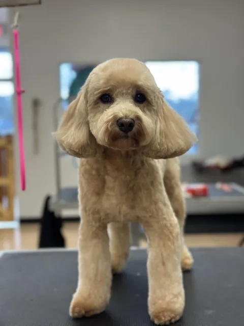 A dog at Unleashed Canine in Nederland, TX