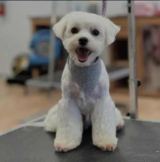 A dog at Unleashed Canine in Nederland, TX
