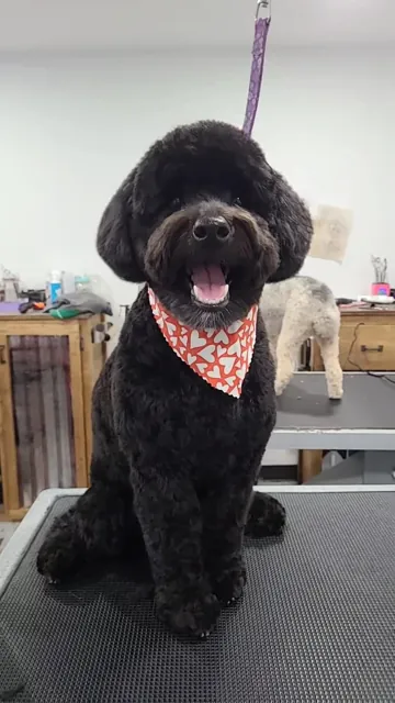 A dog at Unleashed Canine in Nederland, TX