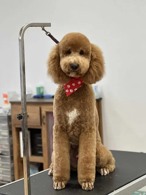 A dog at Unleashed Canine in Nederland, TX