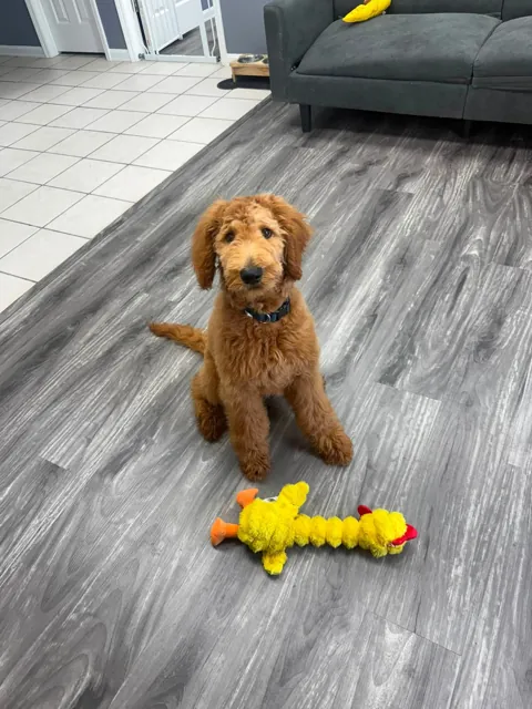 A dog at Unleashed Canine in Nederland, TX