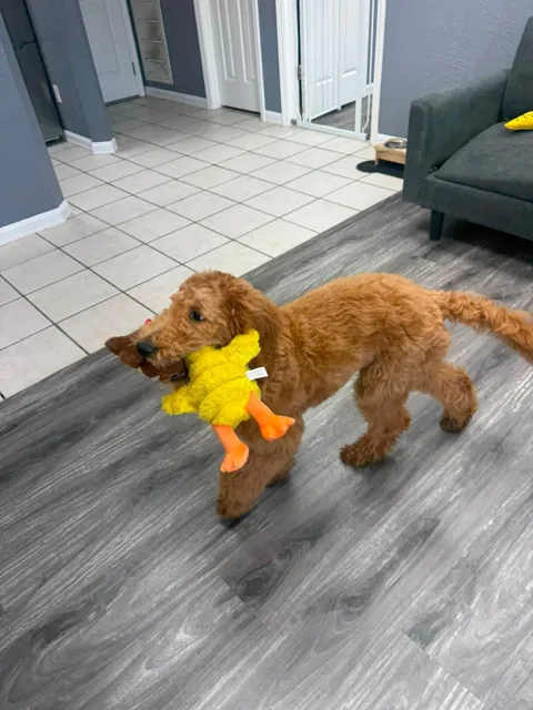 A dog at Unleashed Canine in Nederland, TX