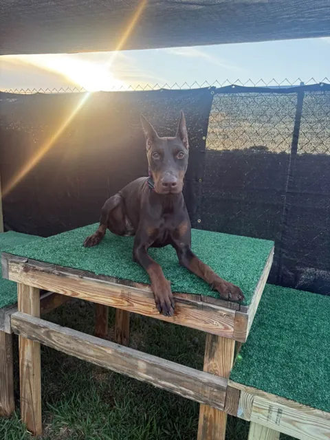 A dog at Unleashed Canine in Nederland, TX