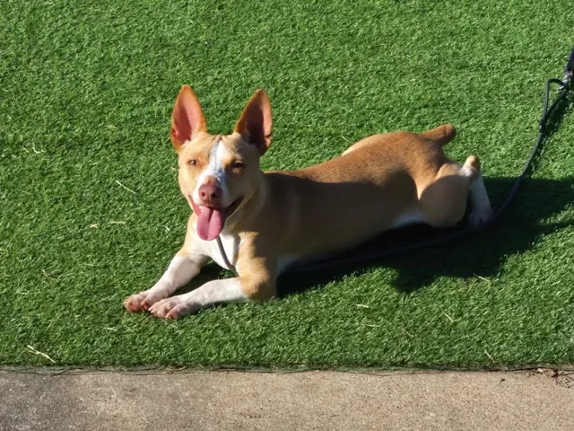 A dog at Unleashed Canine in Nederland, TX