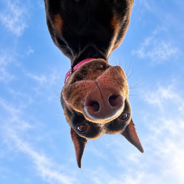A dog at Unleashed Canine in Nederland, TX
