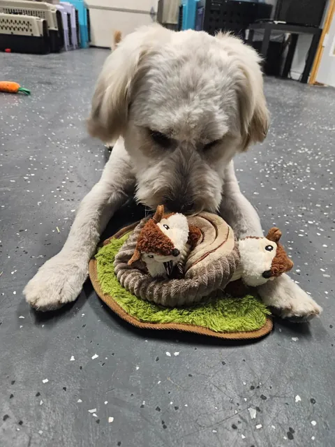 A dog at Unleashed Canine in Nederland, TX