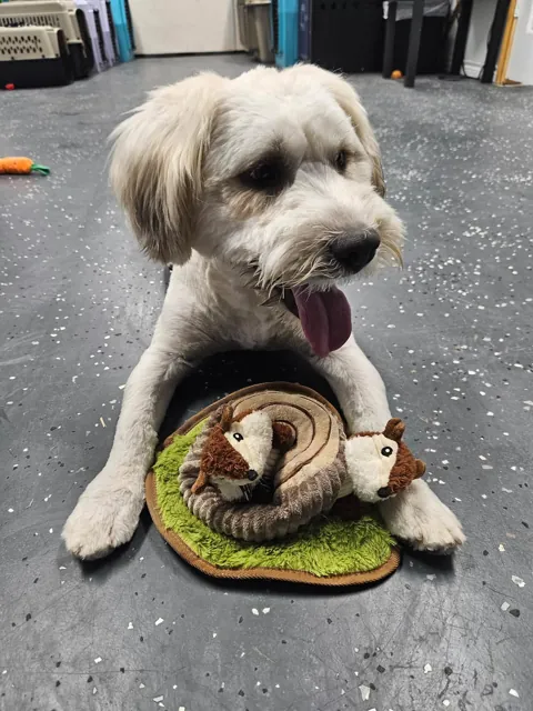 A dog at Unleashed Canine in Nederland, TX