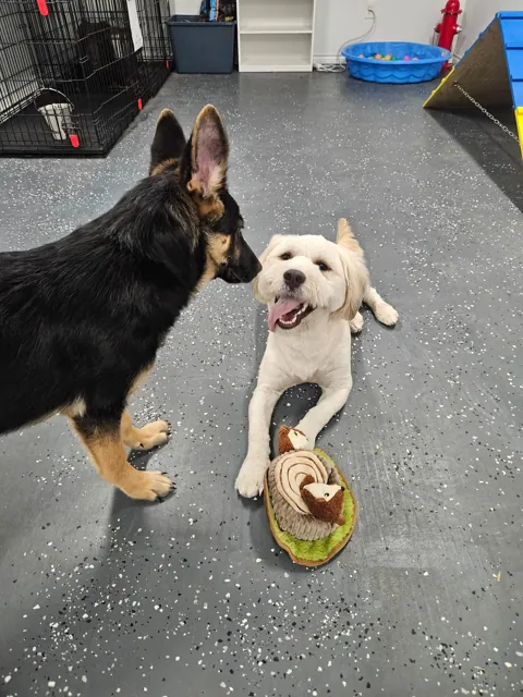 A dog at Unleashed Canine in Nederland, TX