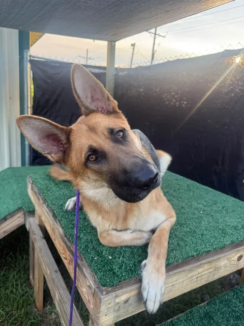 A dog at Unleashed Canine in Nederland, TX