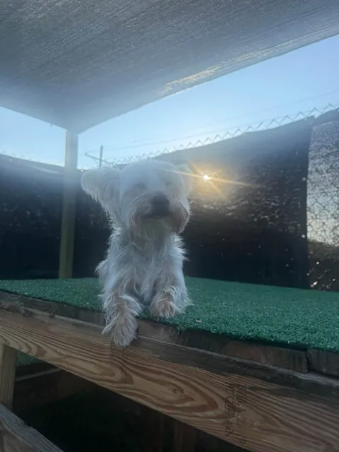 A dog at Unleashed Canine in Nederland, TX