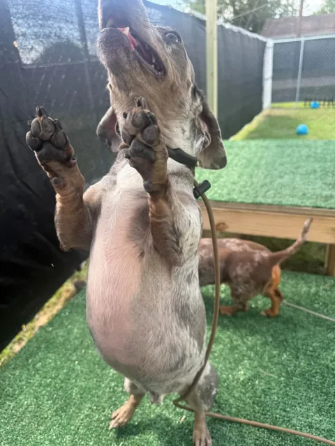 A dog at Unleashed Canine in Nederland, TX