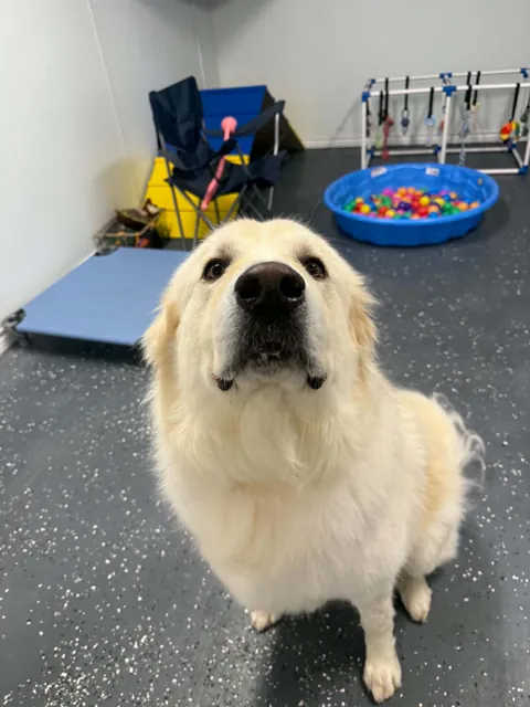 A dog at Unleashed Canine in Nederland, TX