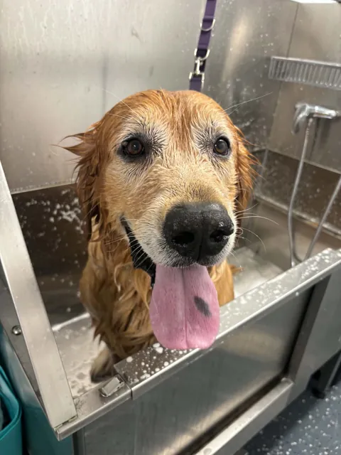 A dog at Unleashed Canine in Nederland, TX
