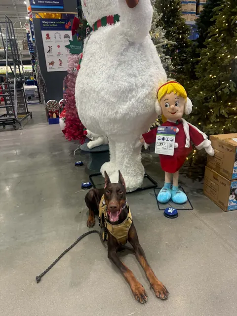 A dog at Unleashed Canine in Nederland, TX