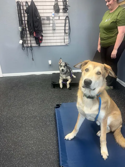 A dog at Unleashed Canine in Nederland, TX