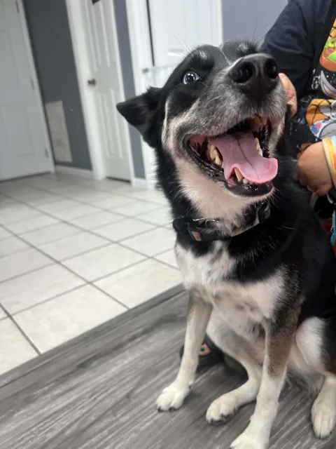 A dog at Unleashed Canine in Nederland, TX
