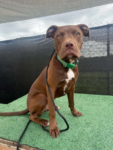 A dog at Unleashed Canine in Nederland, TX