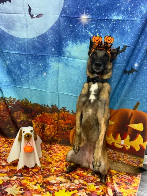 A dog at Unleashed Canine in Nederland, TX