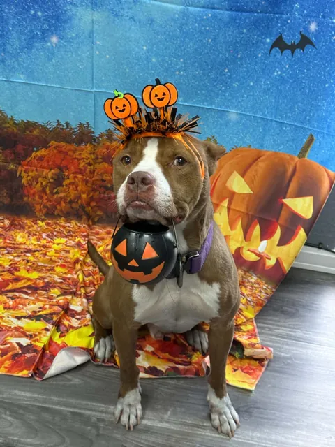 A dog at Unleashed Canine in Nederland, TX