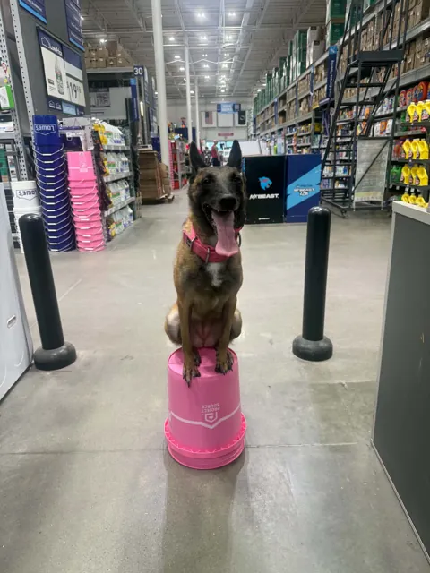 A dog at Unleashed Canine in Nederland, TX