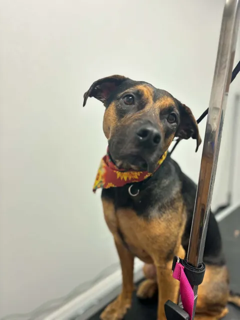 A dog at Unleashed Canine in Nederland, TX
