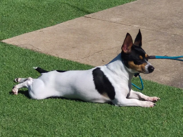 A dog at Unleashed Canine in Nederland, TX