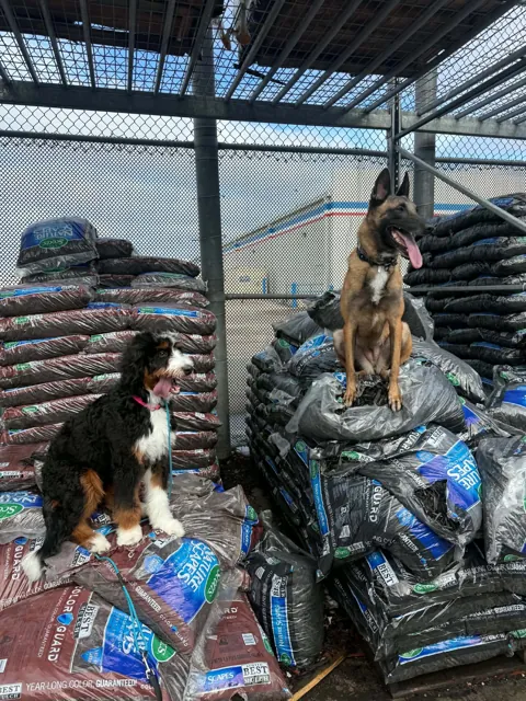 A dog at Unleashed Canine in Nederland, TX