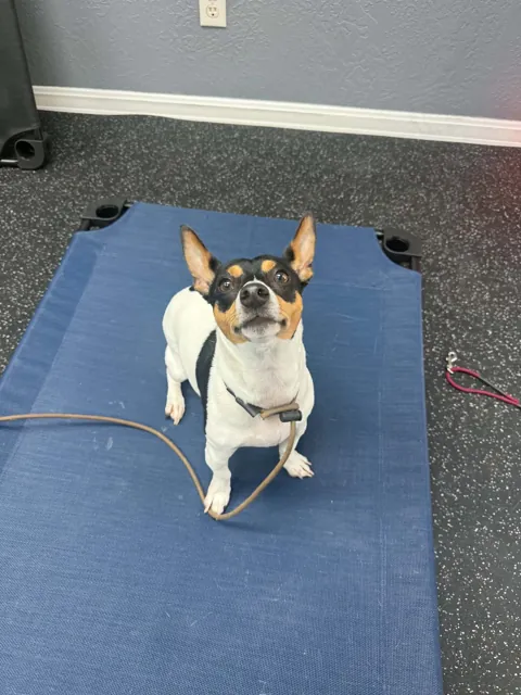 A dog at Unleashed Canine in Nederland, TX