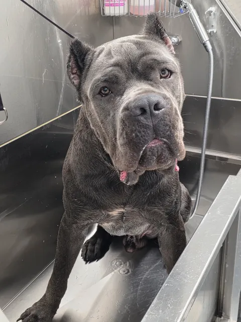 A dog at Unleashed Canine in Nederland, TX