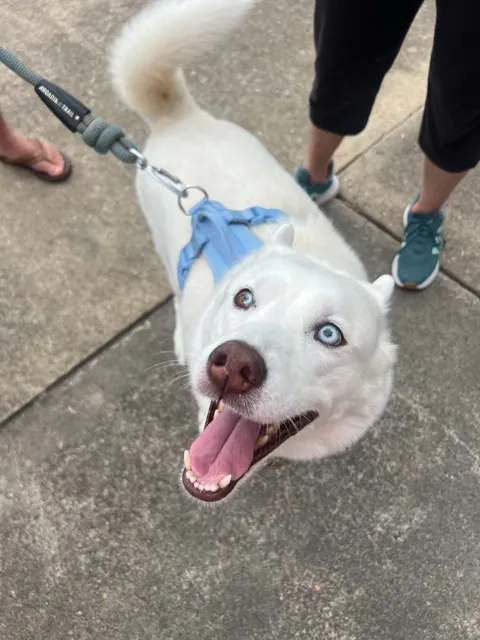 A dog at Unleashed Canine in Nederland, TX