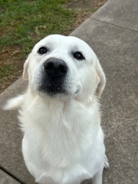 A dog at Unleashed Canine in Nederland, TX