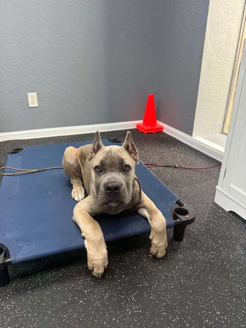 A dog at Unleashed Canine in Nederland, TX